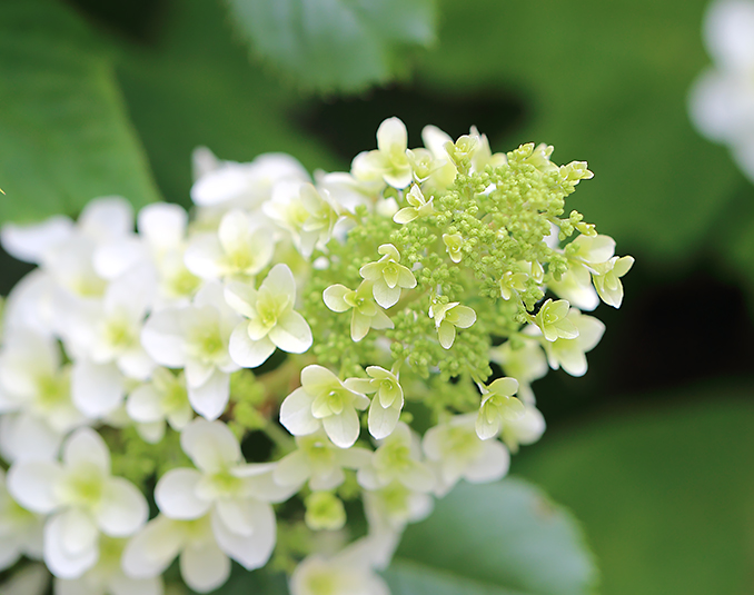 柏葉紫陽花 カシワバアジサイ スノーフレーク 紫陽花