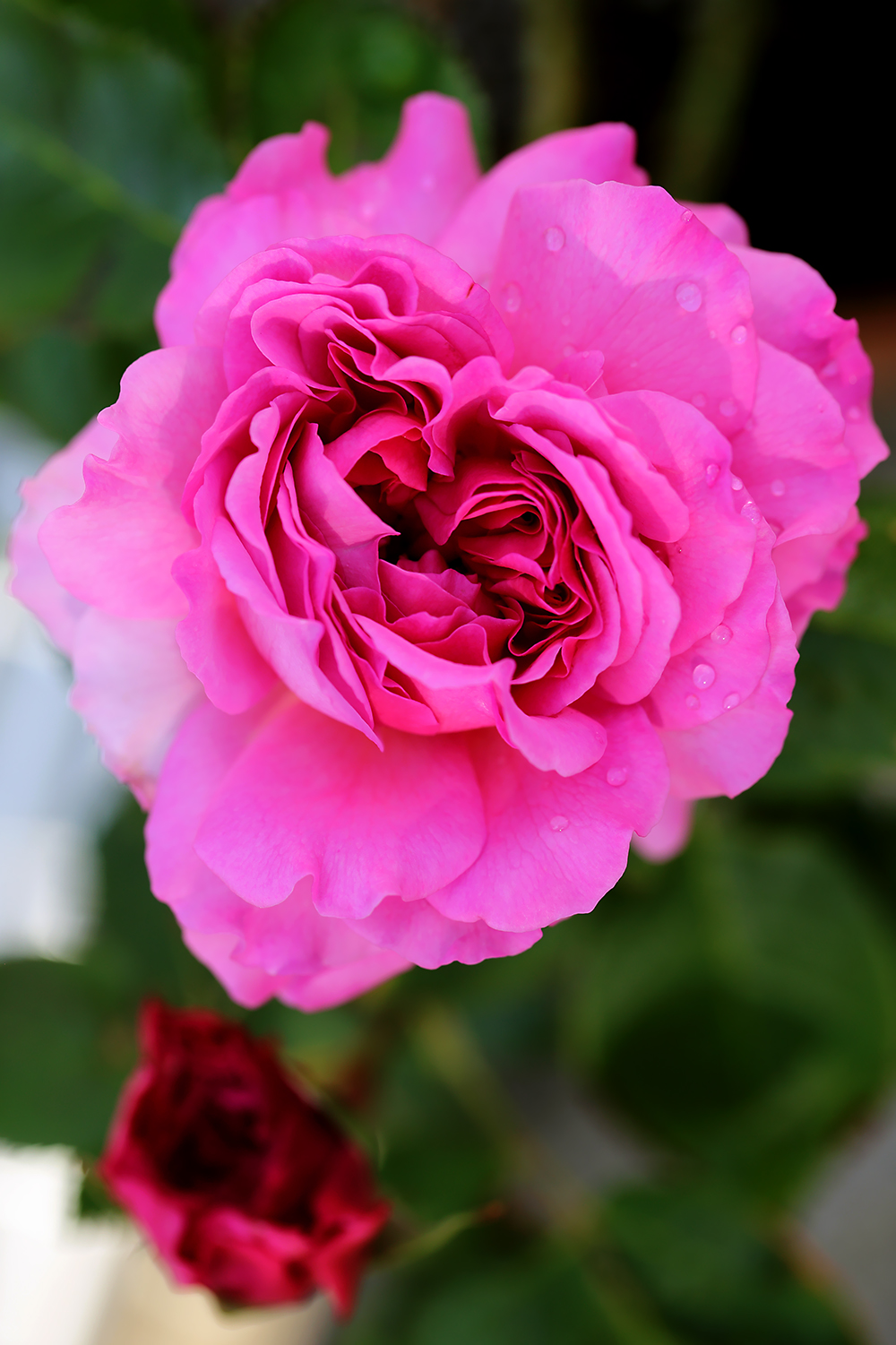おうちの薔薇 香りのバラたち 薄紙のような花弁と芳香 スノーペイブメント 暮らしの塩梅 おうちの薔薇 香りのバラたち 薄紙のような花弁と芳香 スノーペイブメント 暮らしの塩梅