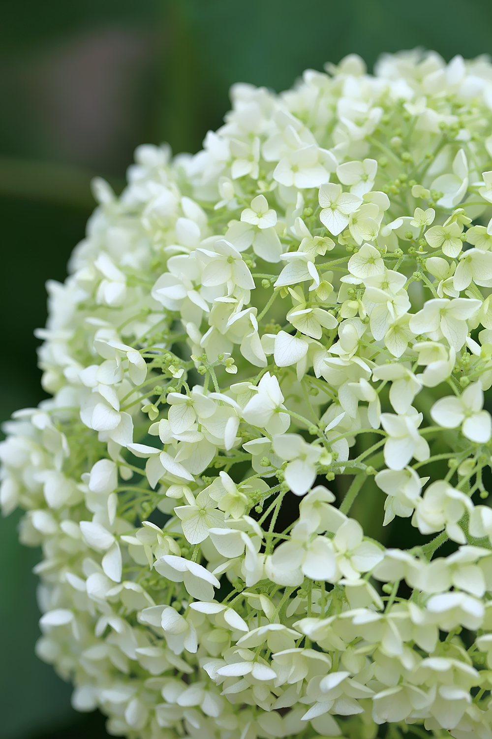 アナベル　小花　かわいい