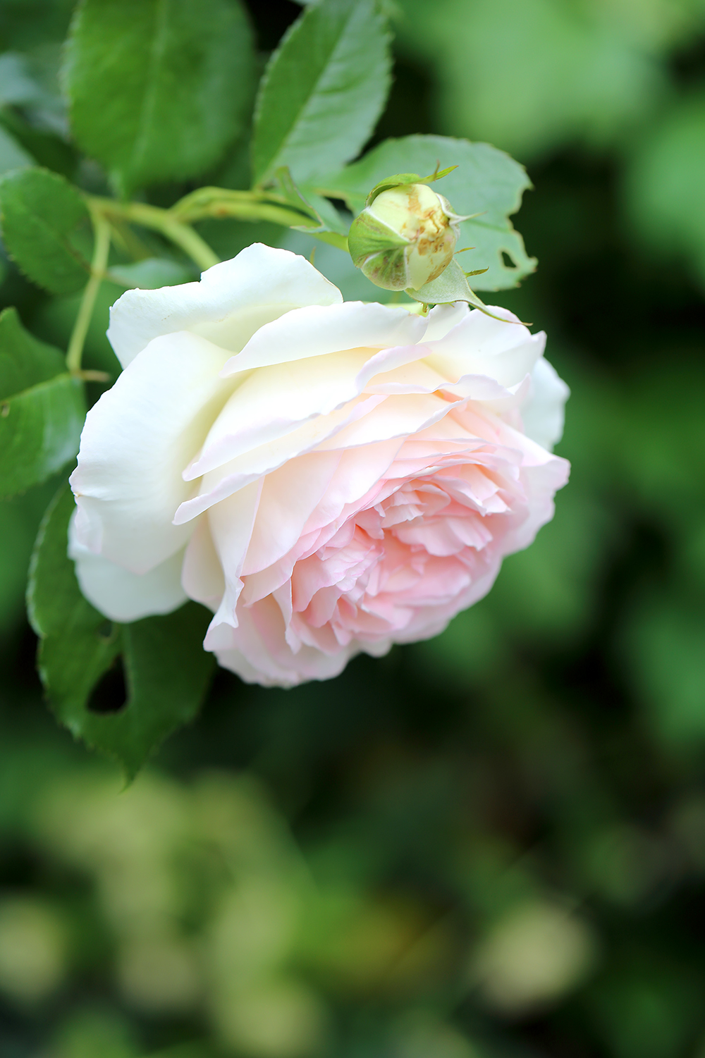 おうちの薔薇② ☆ 香りのバラたち // 薄紙のような花弁と芳香「スノー