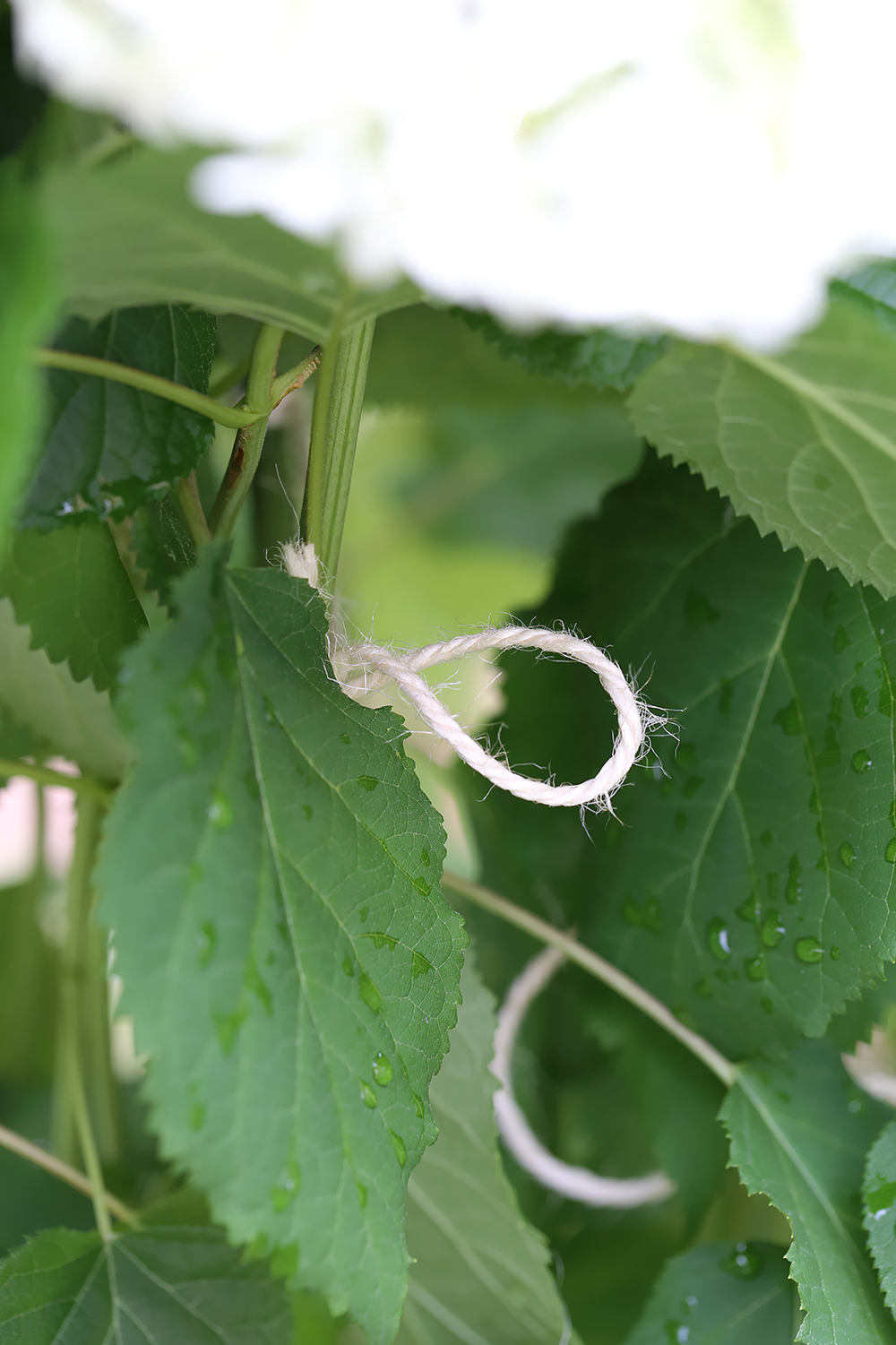 アナベル　ナッツシーン　ブロンド