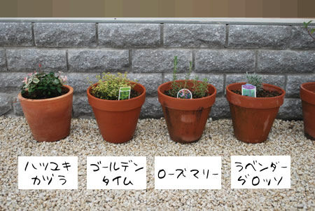 ガーデン秋冬仕様 2 じぶんちlog