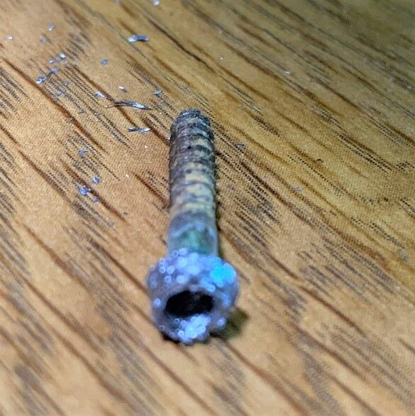 8�������ͥ�