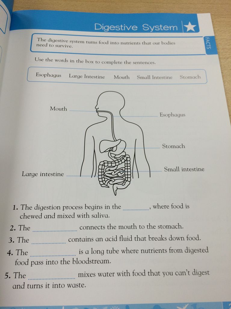 アメリカの小学校の理科のワークブックを買う 院生の院生による英語教育のためのブログ