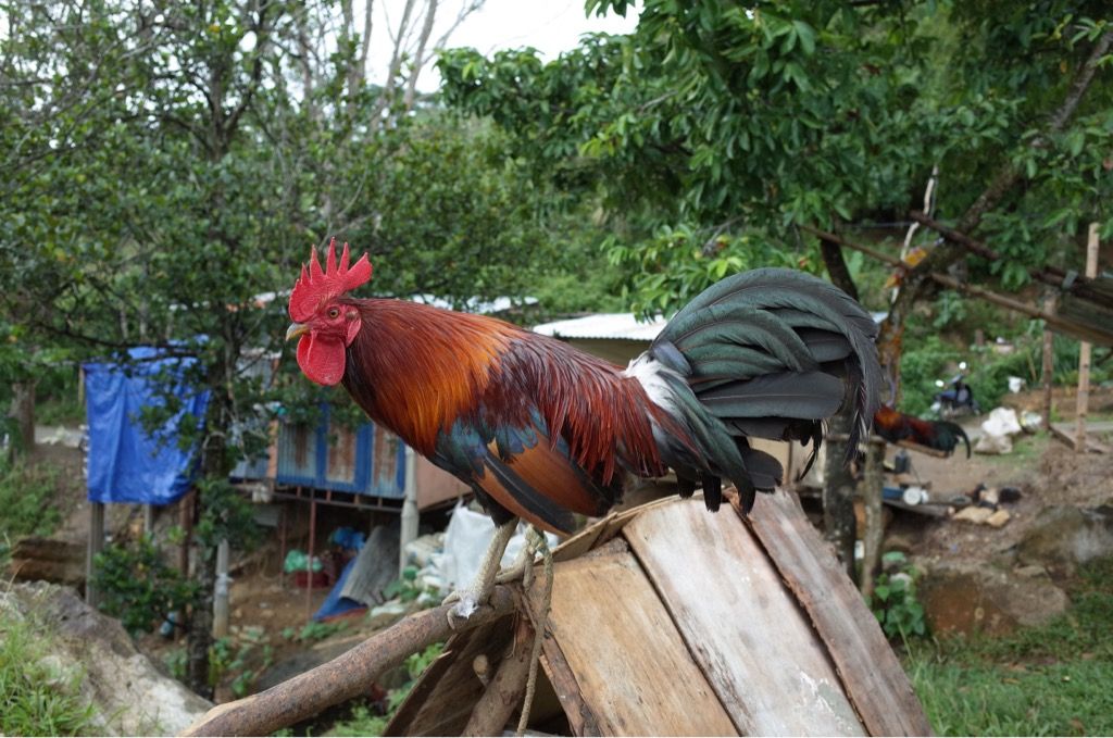 人間と動物の共存 フィリピンセブ島留学 English Fella 人間と動物の共存 フィリピンセブ島留学 English Fella