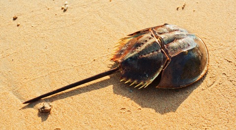 150220_horseshoe-crab-blue-blood-1038x576