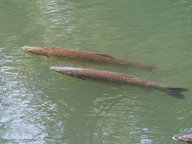 都会の怪魚 東京近郊に棲む巨大魚ソウギョ エニグマ速報