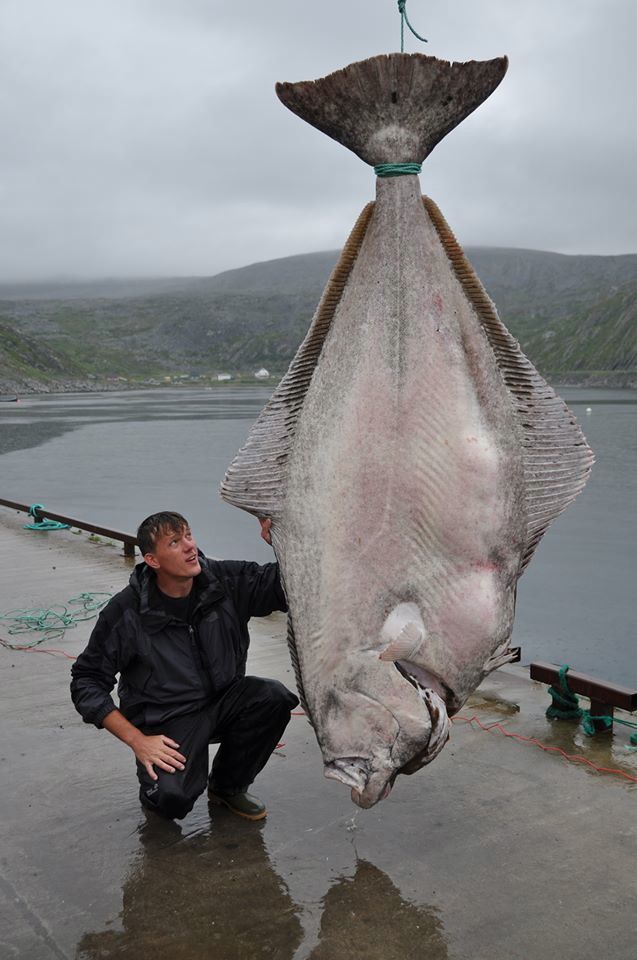 巨大なカレイも寿司のネタ 北海の怪魚オヒョウ エニグマ速報