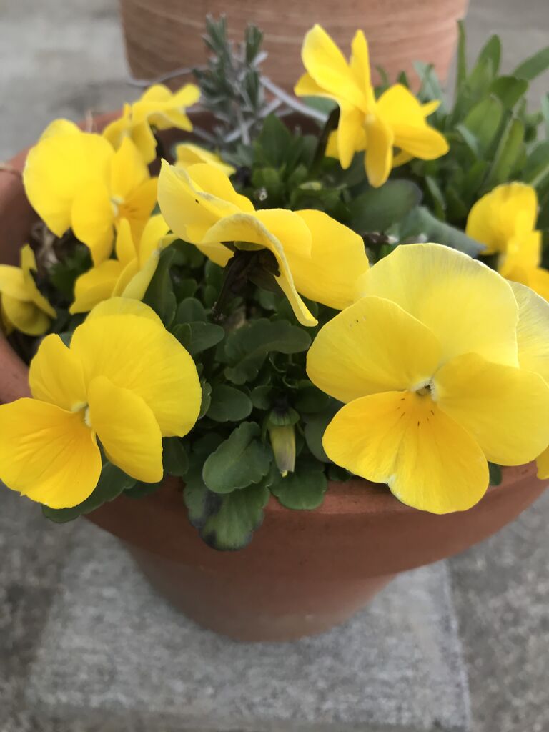 サルトビ才蔵の童心日記	  ３月の花2022	コメント