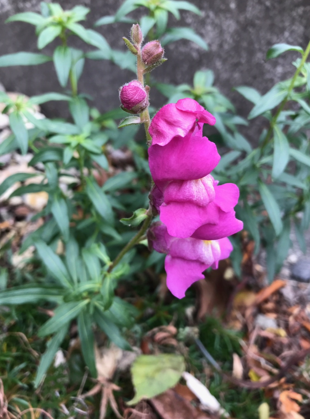 冬の園芸 サルトビ才蔵の童心日記
