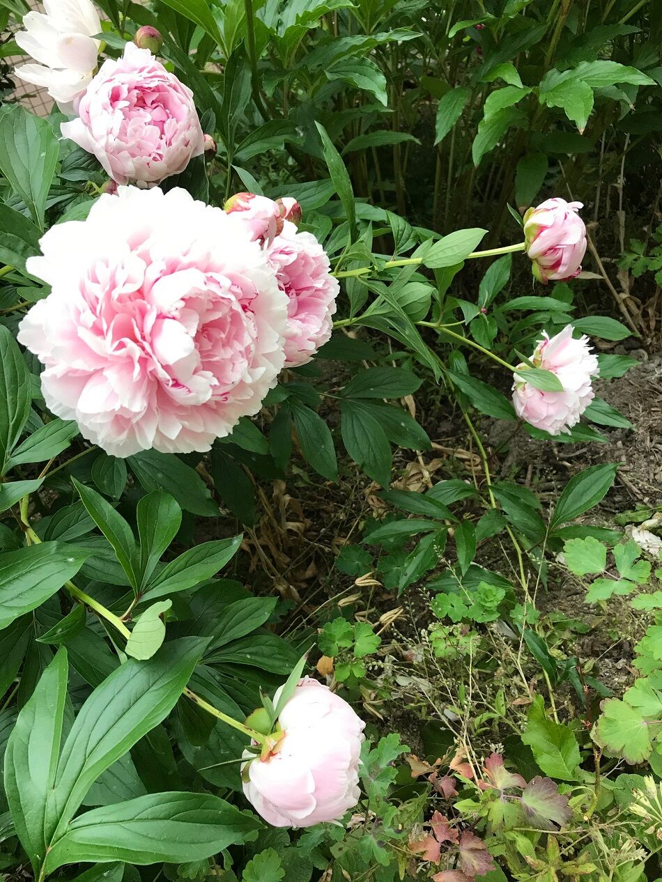 シャクヤクの花 サルトビ才蔵の童心日記 シャクヤクの花 サルトビ才蔵の童心日記