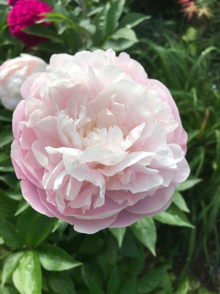 シャクヤクの花 サルトビ才蔵の童心日記