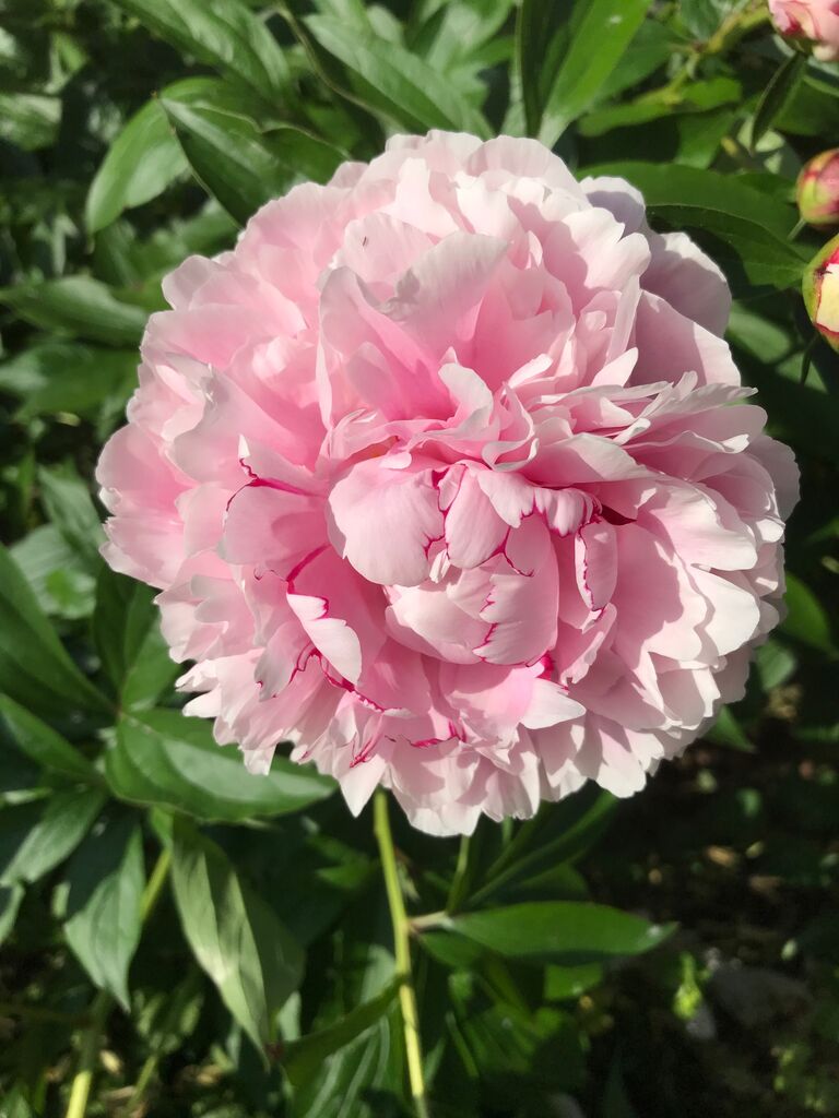 シャクヤクの花 サルトビ才蔵の童心日記