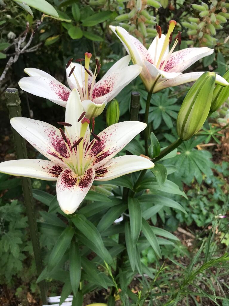 ユリの花 サルトビ才蔵の童心日記 ユリの花 サルトビ才蔵の童心日記