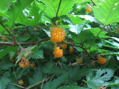 2017_0702２０１６．５．３　コ0007