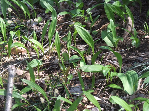 2015_04092010-9-40002