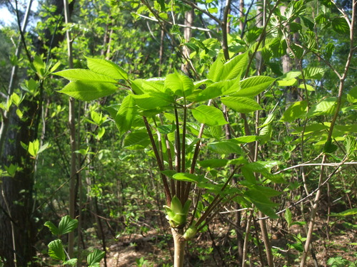 2015_04292010-9-40001