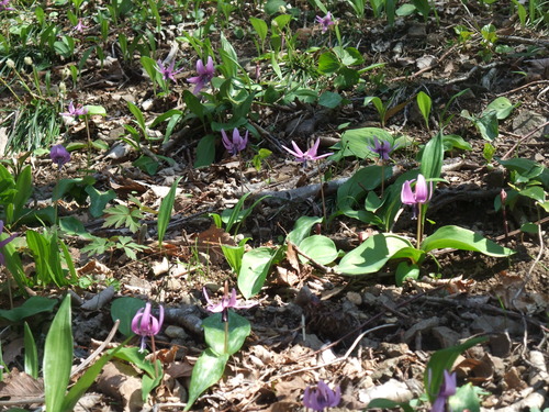 2015_04092010-9-40001