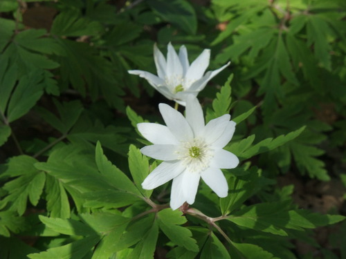 2015_04092010-9-40006