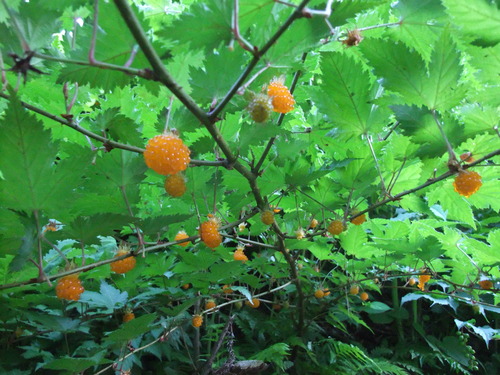 2017_0702２０１６．５．３　コ0006