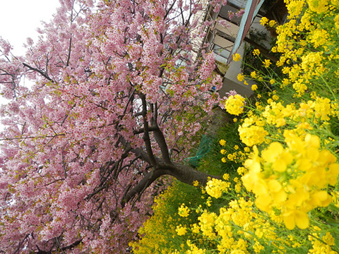 20150309河津桜