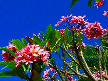 ハワイ島の花 ﾟ ハワイ島でハワイ気分 Byﾊﾜｲ情熱星空ﾂｱｰｽﾞ