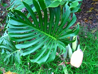 モンステラに花が咲くって知ってた ハワイ島でハワイ気分 Byﾊﾜｲ情熱星空ﾂｱｰｽﾞ
