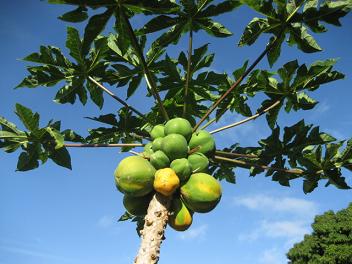 papaya