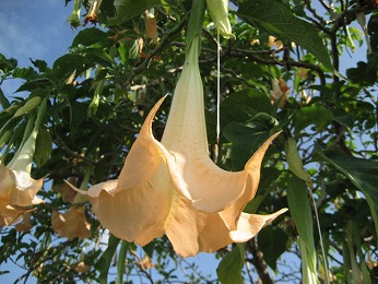 ハワイ島の花 ﾟ ハワイ島でハワイ気分 Byﾊﾜｲ情熱星空ﾂｱｰｽﾞ