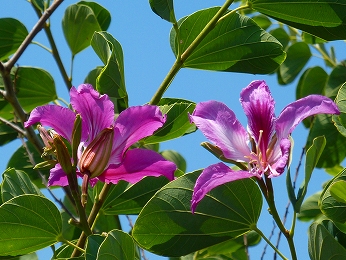 オーキッド ツリー オーキッドに似た花を咲かせる ハワイで見る植物 ハワイ島でハワイ気分 Byハワイ情熱星空ツアーズ オーキッド ツリー オーキッドに似た花を咲かせる ハワイで見る植物 ハワイ島でハワイ気分 Byハワイ情熱星空ツアーズ