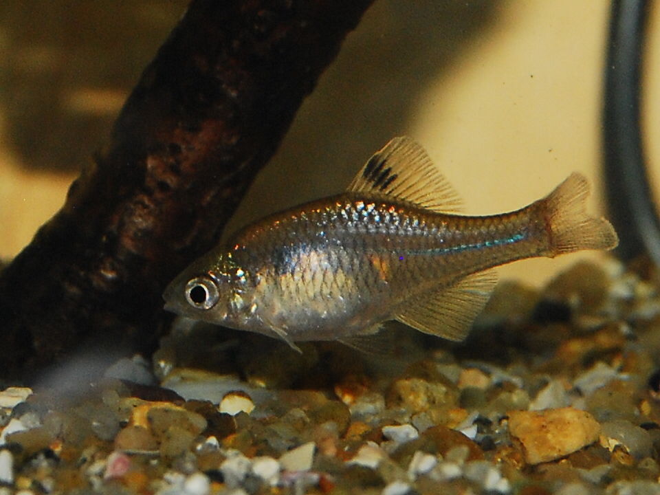 新入りの魚たち 週末は庭仕事 新入りの魚たち 週末は庭仕事