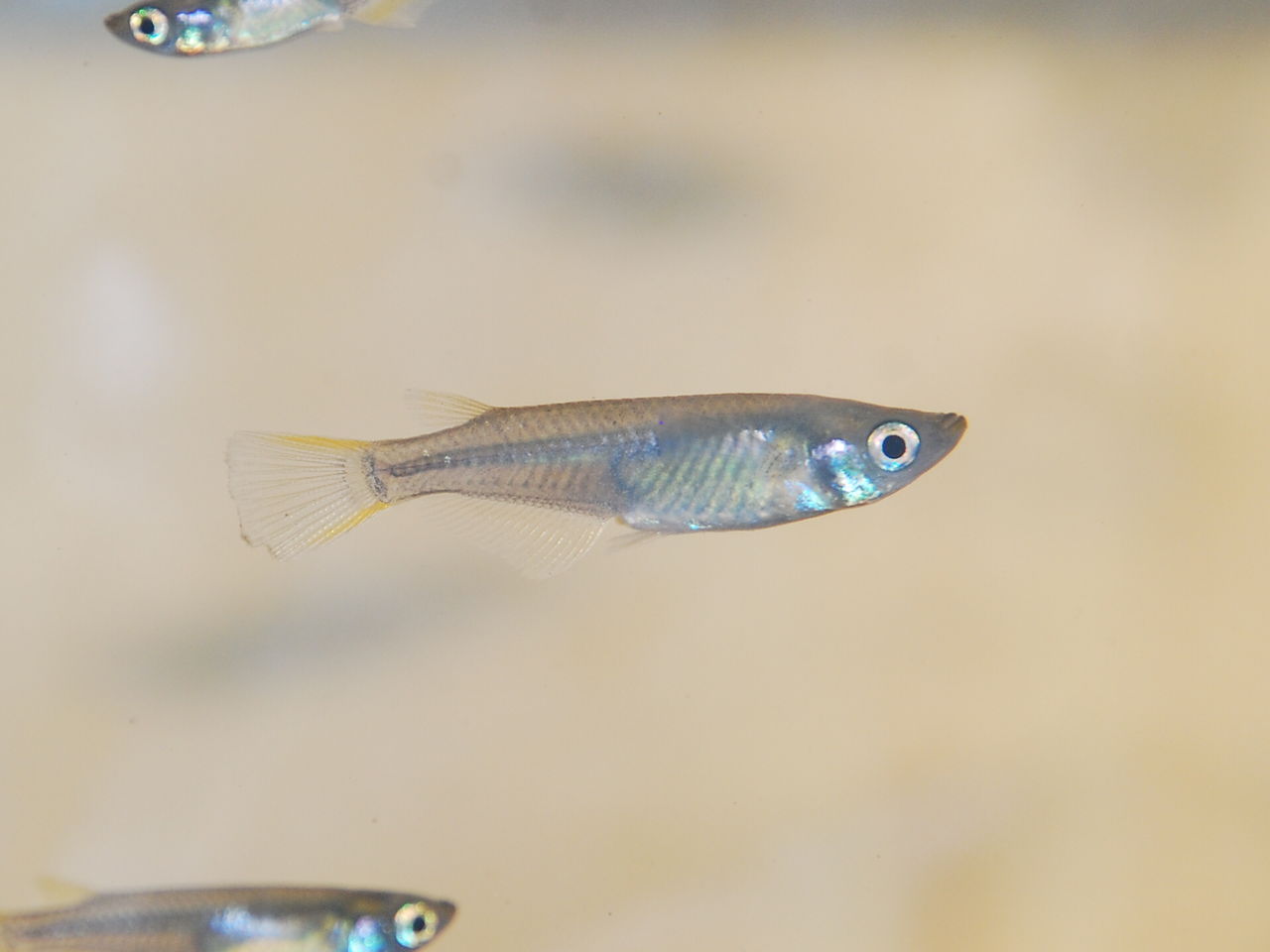 小川水族館オープン 週末は庭仕事