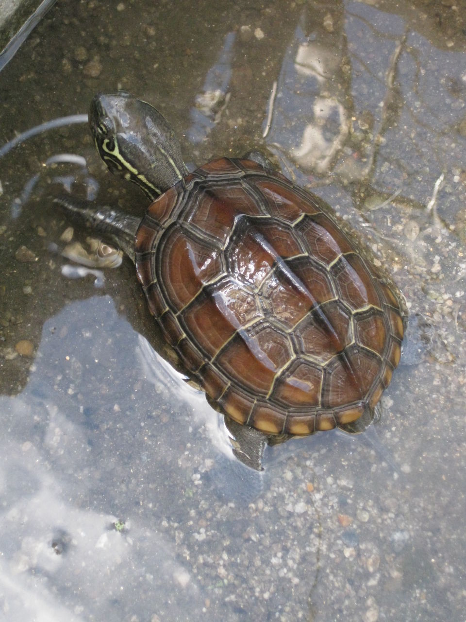 カメ助の仲間入りと発育測定 週末は庭仕事