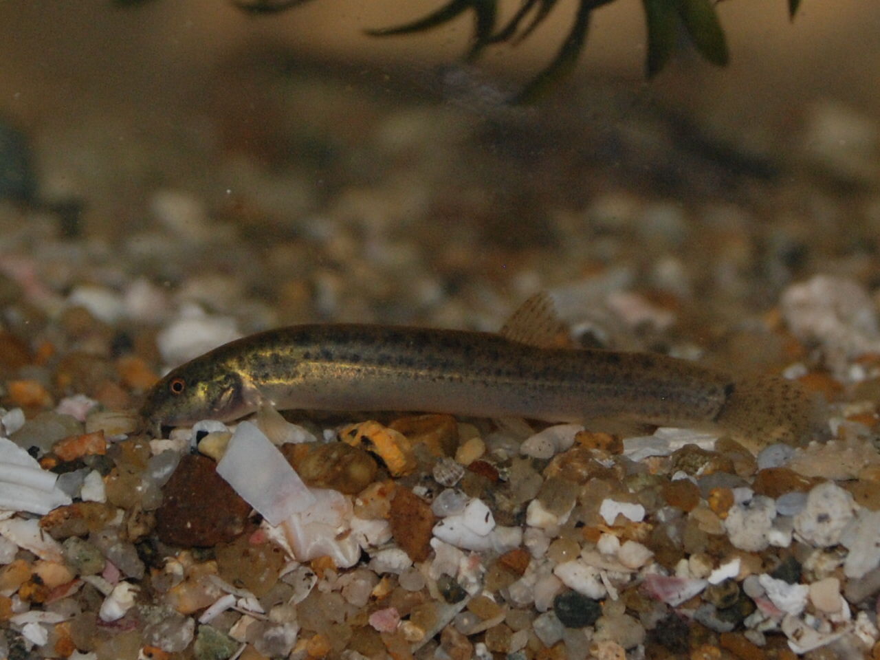 小川水族館オープン 週末は庭仕事