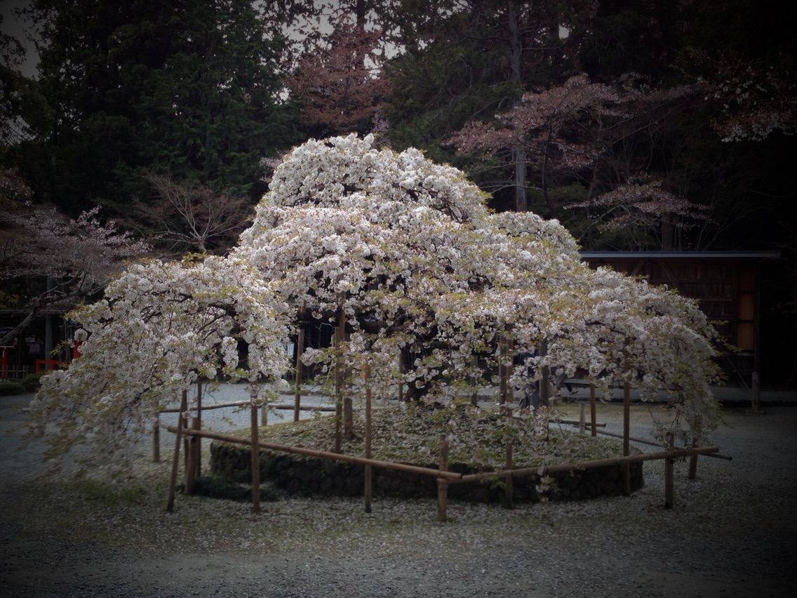 さくら結び この桜はどこの桜 京都検定で京都を楽しむ さくら結び この桜はどこの桜 京都検定で京都を楽しむ