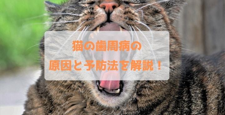 猫の歯周病 同じ食器でうつる にゃんこチャンネル 猫の歯周病 同じ食器でうつる にゃんこチャンネル