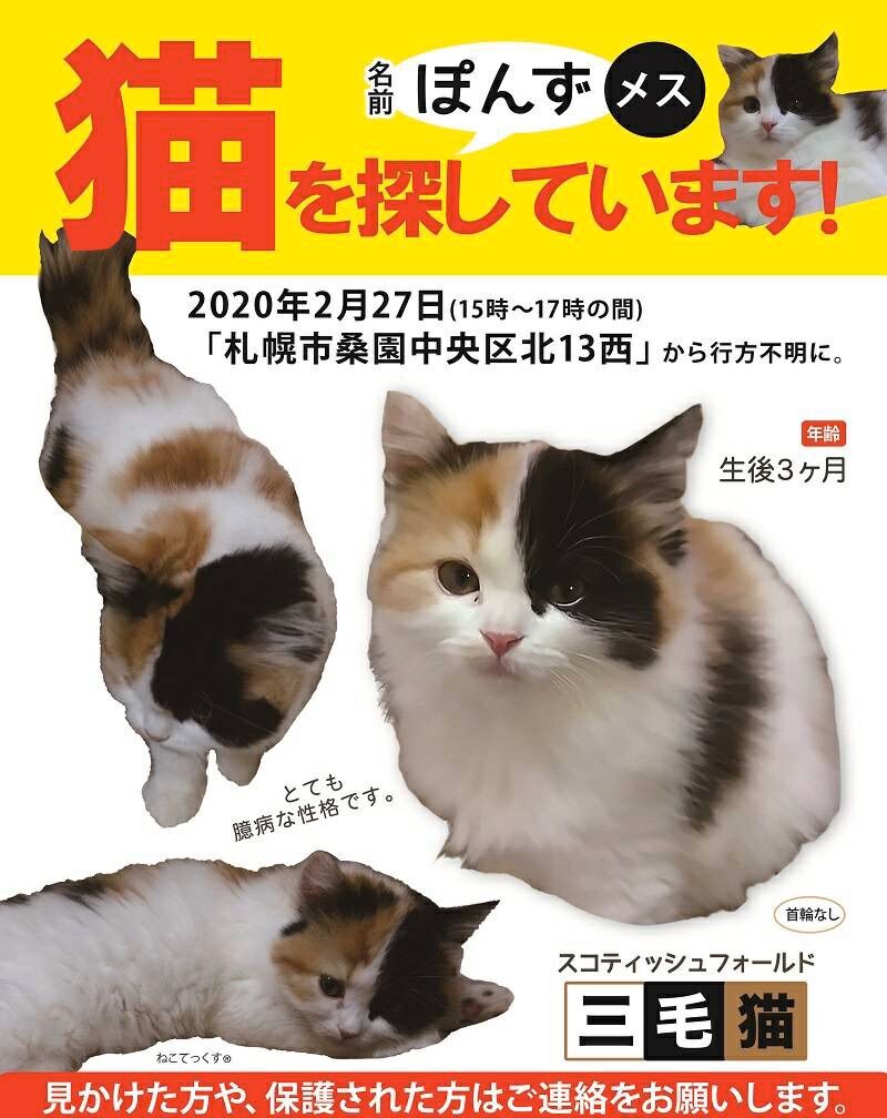 牧場で保護された子猫 にゃんこチャンネル 牧場で保護された子猫 にゃんこチャンネル