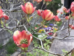 UNADJUSTEDNONRAW_thumb_6c0