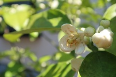 UNADJUSTEDNONRAW_thumb_6ea