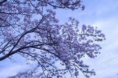 IMG_8224