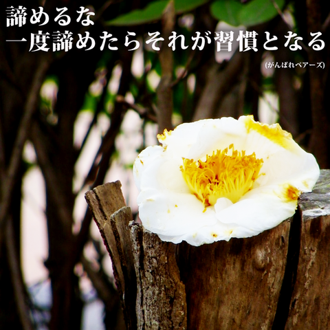 偉人名言集 名言 諦めるな 一度諦めたら