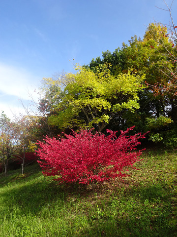 1113-8-櫟本公園