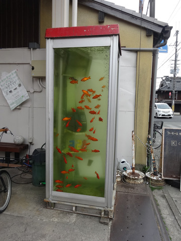 郡山 金魚ボックス
