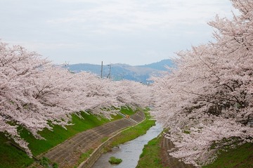 佐保川の桜