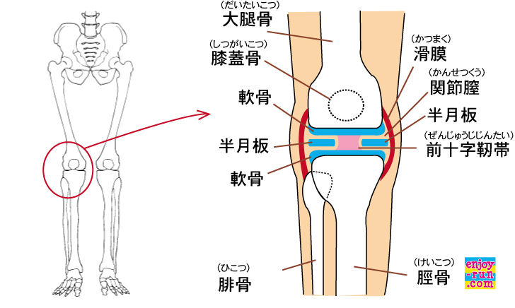 膝関節のイラスト 整体師に学ぶ 中高年のランニングによる筋肉痛改善と 楽に長く走る方法 エンジョイラン Com