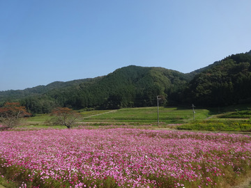 柳生街道-2