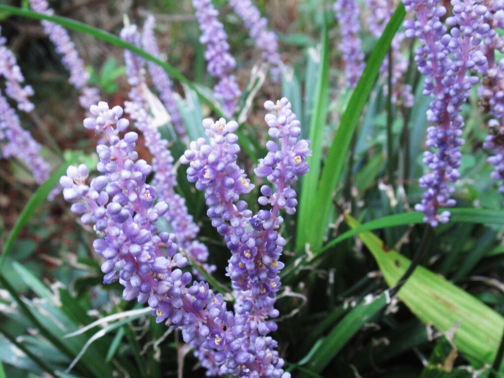 身近な山野草・・。(7日) : enkaizannomoriのblog