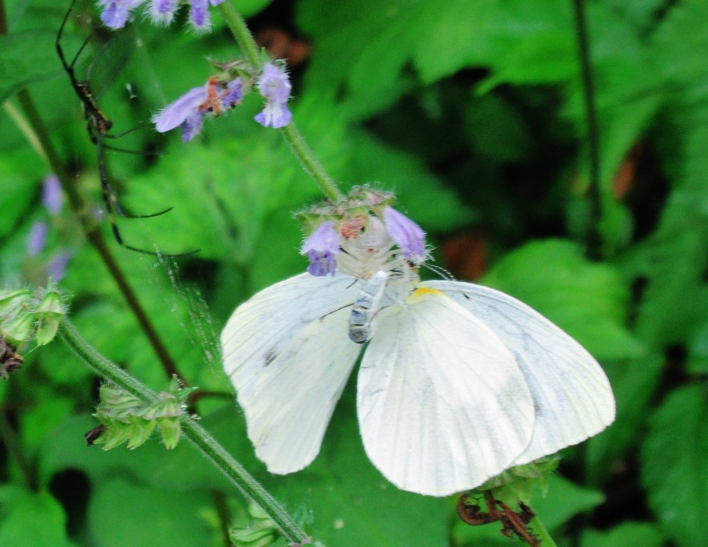 ぐったり Enkaizannomoriのblog