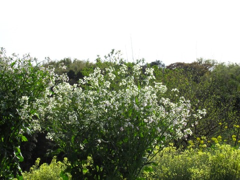 アブラナ科花園