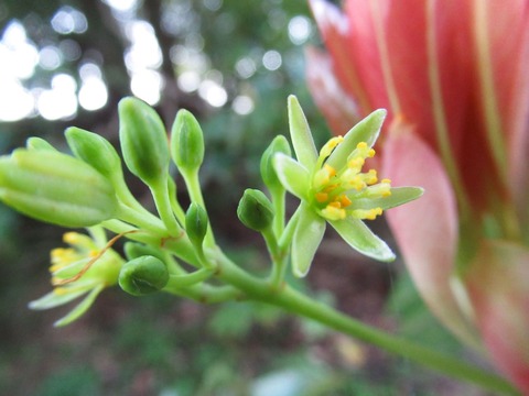 タブノキ開花